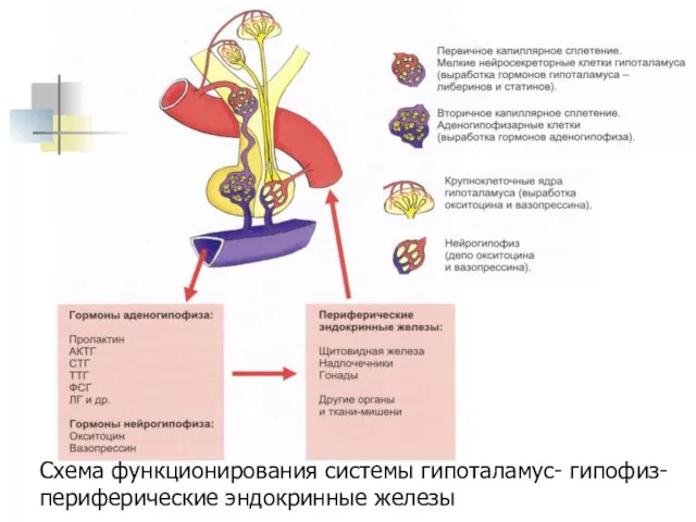 Схема функционирования системы гипоталамус- гипофиз- периферические эндокринные железы