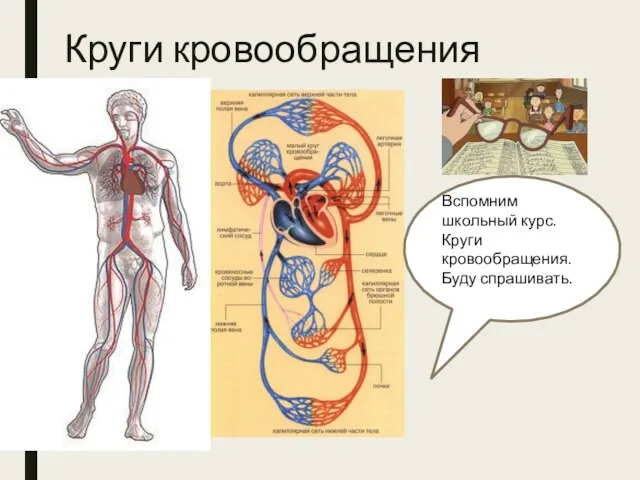 Круги кровообращения Вспомним школьный курс. Круги кровообращения. Буду спрашивать.