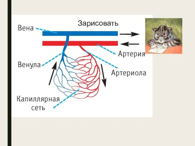 Микроцируляторное русло Зарисовать