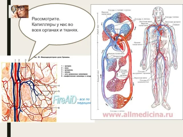 Рассмотрите. Капилляры у нас во всех органах и тканях.