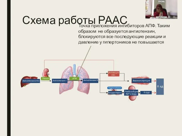 Схема работы РААС Точка приложения ингибиторов АПФ. Таким образом не образуется ангиотензин,