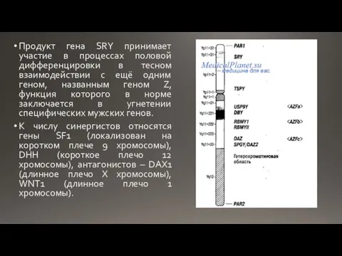 Продукт гена SRY принимает участие в процессах половой дифференцировки в тесном взаимодействии