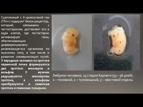 Эмбрион человека. 15 стадия Карнеги (33 – 36 дней). 1 – головной,