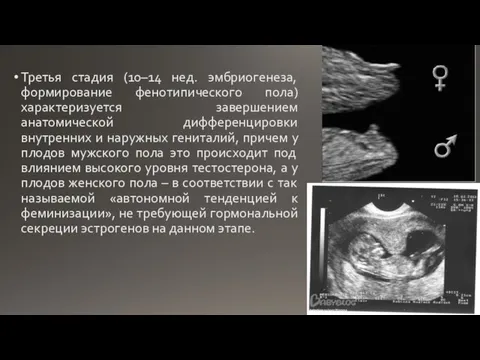Третья стадия (10–14 нед. эмбриогенеза, формирование фенотипического пола) характеризуется завершением анатомической дифференцировки