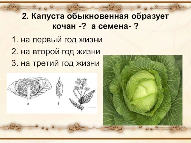 2. Капуста обыкновенная образует кочан -? а семена- ? 1. на первый