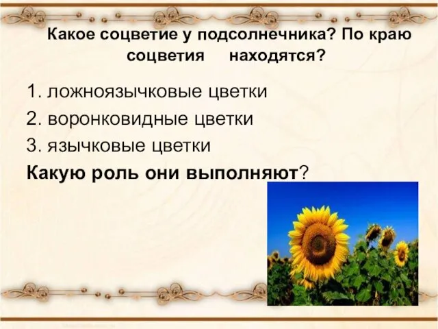 Какое соцветие у подсолнечника? По краю соцветия находятся? 1. ложноязычковые цветки 2.