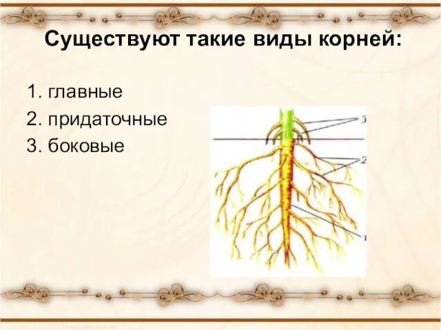 Существуют такие виды корней: 1. главные 2. придаточные 3. боковые