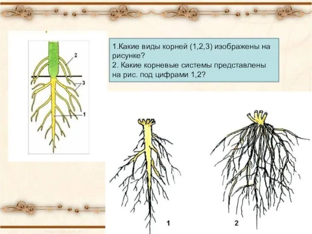 1.Какие виды корней (1,2,3) изображены на рисунке? 2. Какие корневые системы представлены