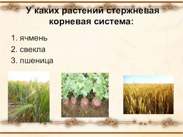 У каких растений стержневая корневая система: 1. ячмень 2. свекла 3. пшеница