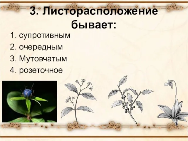 3. Листорасположение бывает: 1. супротивным 2. очередным 3. Мутовчатым 4. розеточное