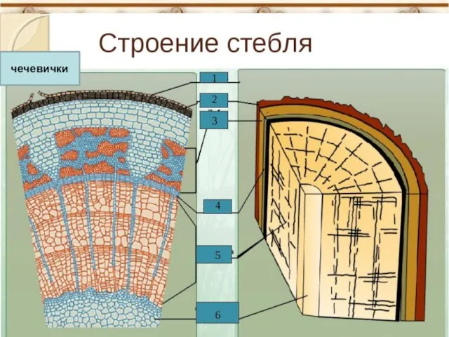 чечевички