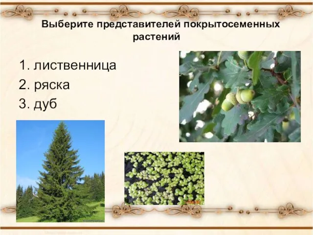 Выберите представителей покрытосеменных растений 1. лиственница 2. ряска 3. дуб