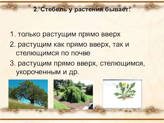 2. Стебель у растения бывает: 1. только растущим прямо вверх 2. растущим