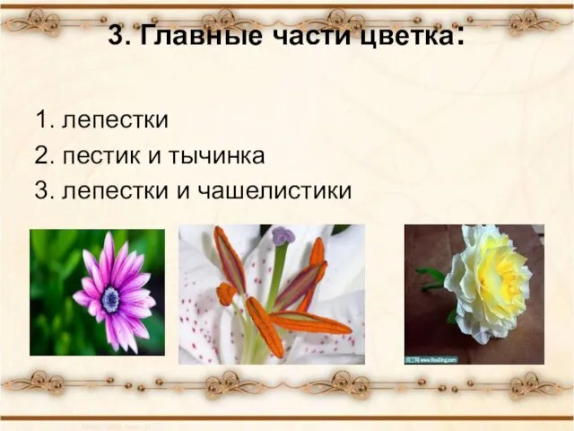 3. Главные части цветка: 1. лепестки 2. пестик и тычинка 3. лепестки и чашелистики