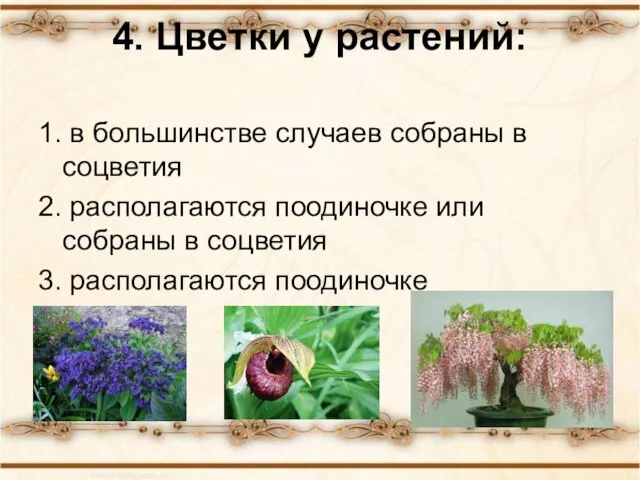 4. Цветки у растений: 1. в большинстве случаев собраны в соцветия 2.