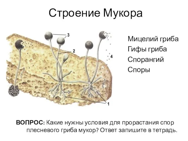 Строение Мукора Мицелий гриба Гифы гриба Спорангий Споры ВОПРОС: Какие нужны условия