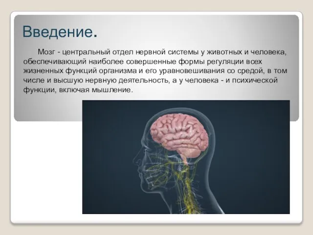 Введение. Мозг - центральный отдел нервной системы у животных и человека, обеспечивающий