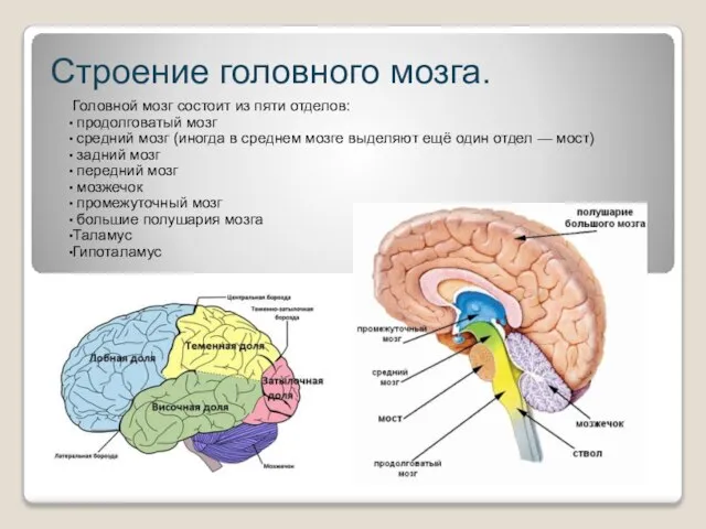 Строение головного мозга. Головной мозг состоит из пяти отделов: продолговатый мозг средний