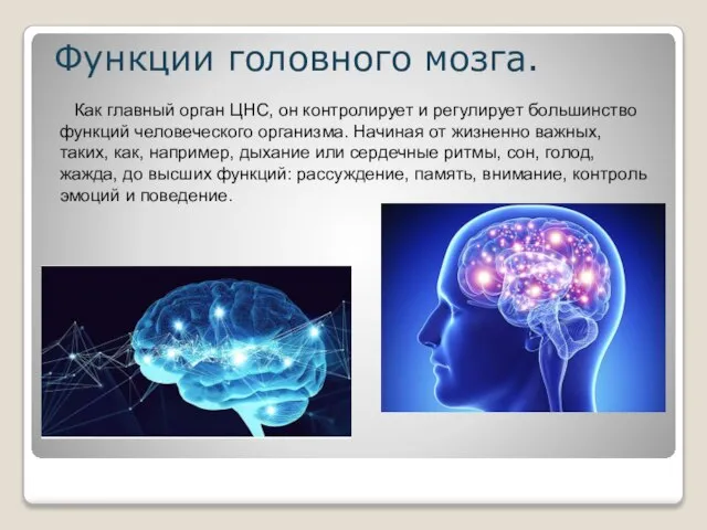 Функции головного мозга. Как главный орган ЦНС, он контролирует и регулирует большинство