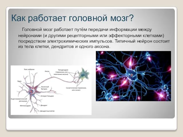 Как работает головной мозг? Головной мозг работает путём передачи информации между нейронами