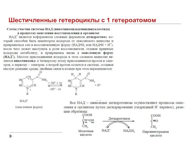 Шестичленные гетероциклы с 1 гетероатомом