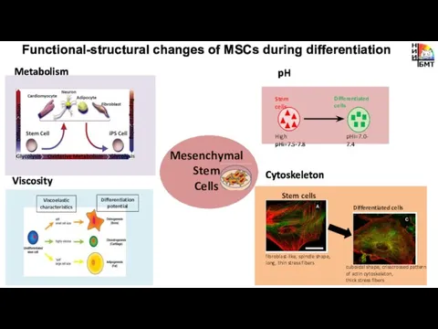 Metabolism pH Cytoskeleton Functional-structural changes of MSCs during differentiation Viscosity Mesenchymal Stem Cells