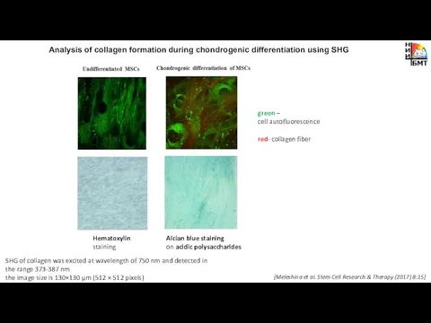 Analysis of collagen formation during chondrogenic differentiation using SHG green – cell