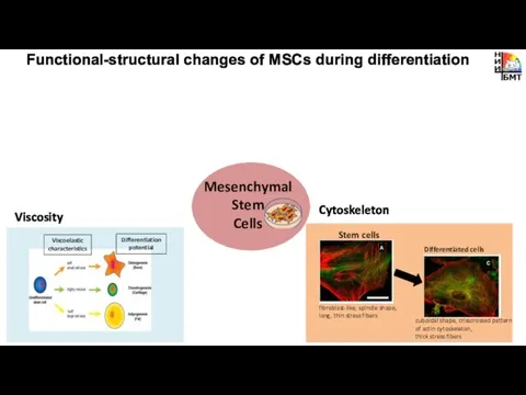 Cytoskeleton Functional-structural changes of MSCs during differentiation Viscosity Mesenchymal Stem Cells
