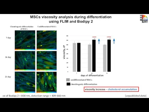 MSCs viscosity analysis during differentiation using FLIM and Bodipy 2 chondrogenic differentiation