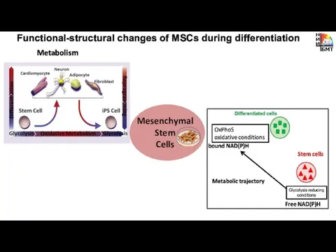 Metabolism Functional-structural changes of MSCs during differentiation Mesenchymal Stem Cells