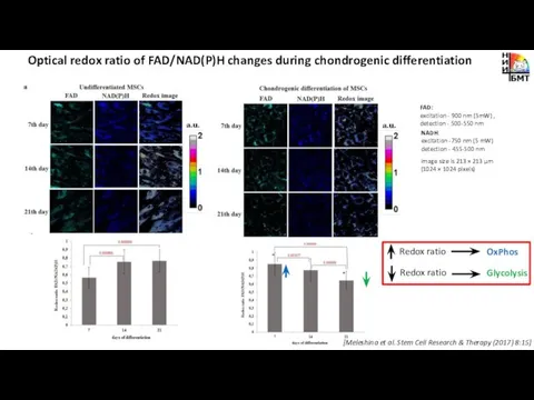 Optical redox ratio of FAD/NAD(P)H changes during chondrogenic differentiation NADH: excitation -750