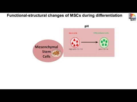 pH Functional-structural changes of MSCs during differentiation Mesenchymal Stem Cells