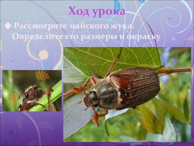 Ход урока Рассмотрите майского жука. Определите его размеры и окраску
