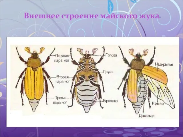 Внешнее строение майского жука