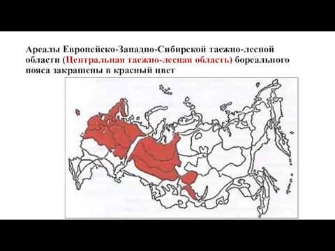 Ареалы Европейско-Западно-Сибирской таежно-лесной области (Центральная таежно-лесная область) бореального пояса закрашены в красный цвет