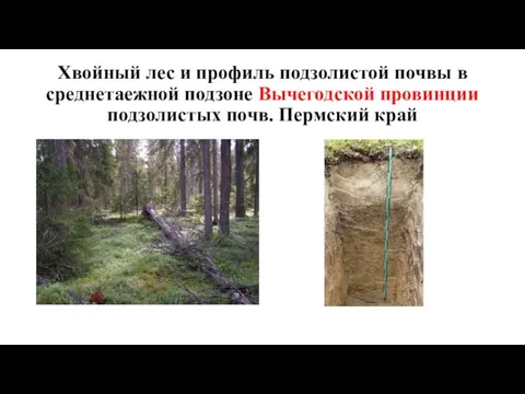 Хвойный лес и профиль подзолистой почвы в среднетаежной подзоне Вычегодской провинции подзолистых почв. Пермский край