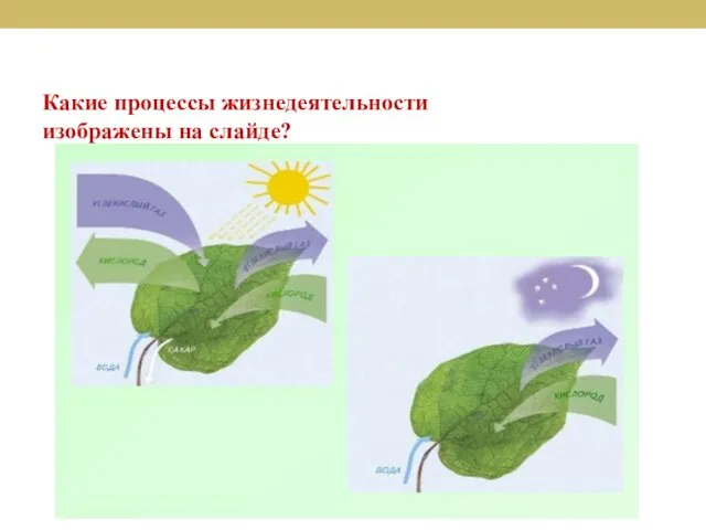 Какие процессы жизнедеятельности изображены на слайде?