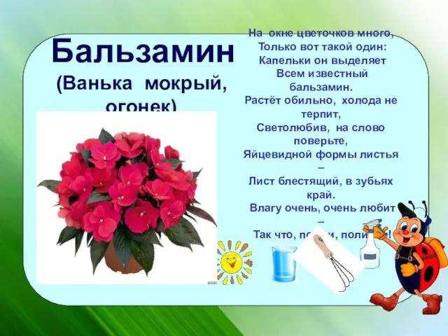 На окне цветочков много, Только вот такой один: Капельки он выделяет Всем