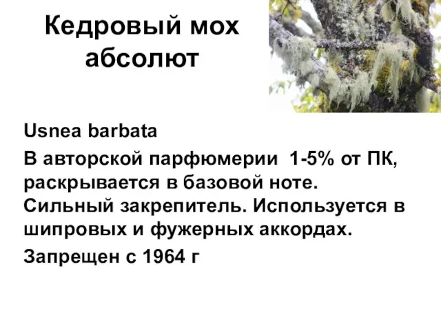 Кедровый мох абсолют Usnea barbata В авторской парфюмерии 1-5% от ПК, раскрывается