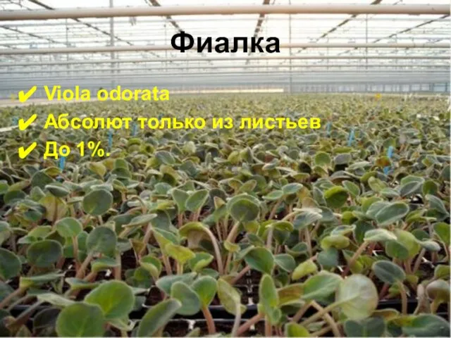 Фиалка Viola odorata Абсолют только из листьев До 1%.