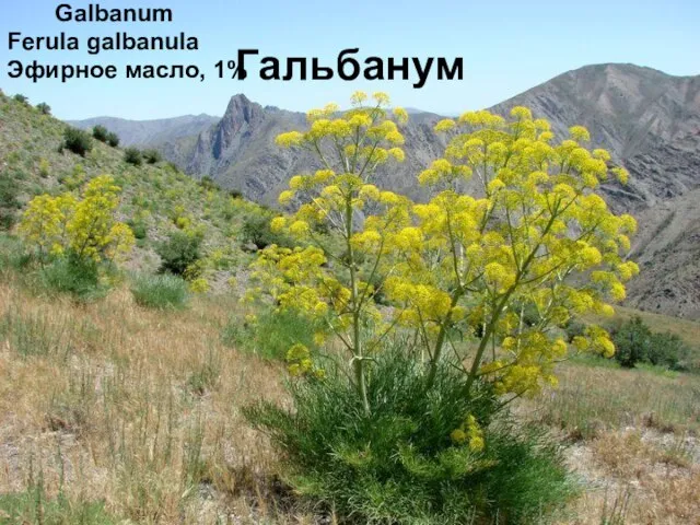 Гальбанум Galbanum Ferula galbanula Эфирное масло, 1%