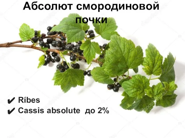 Абсолют смородиновой почки Ríbes Cassis absolute до 2%