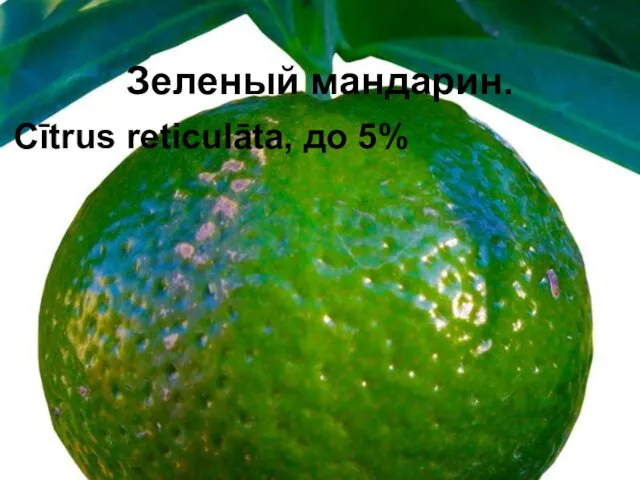 Зеленый мандарин. Cītrus reticulāta, до 5%