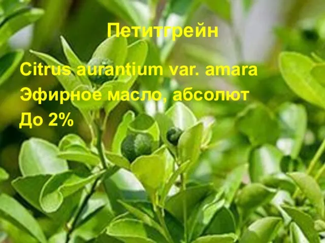 Петитгрейн Citrus aurantium var. amara Эфирное масло, абсолют До 2%