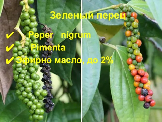 Зеленый перец Peper nígrum Pimenta Эфирно масло, до 2%