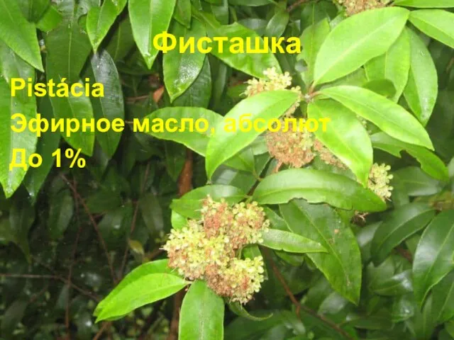 Фисташка Pistácia Эфирное масло, абсолют До 1%