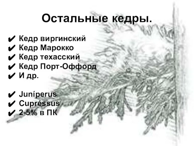 Остальные кедры. Кедр виргинский Кедр Марокко Кедр техасский Кедр Порт-Оффорд И др.