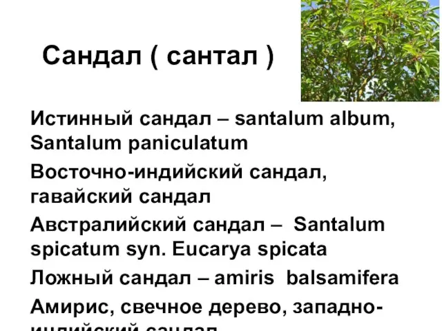 Сандал ( сантал ) Истинный сандал – santalum album, Santalum paniculatum Восточно-индийский