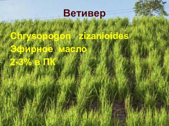 Ветивер Chrysopogon zizanioides Эфирное масло 2-3% в ПК