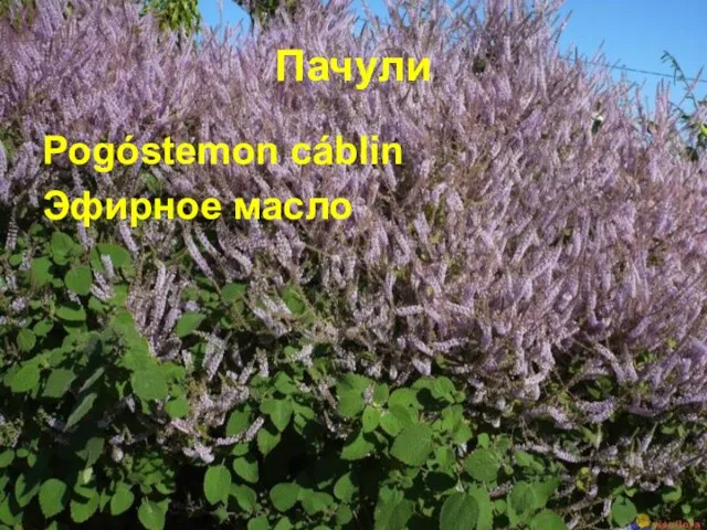 Пачули Pogóstemon cáblin Эфирное масло